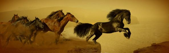 de167-marketinghorse