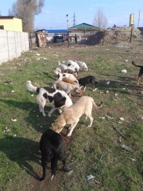 702698_509535995733507_180683614_n